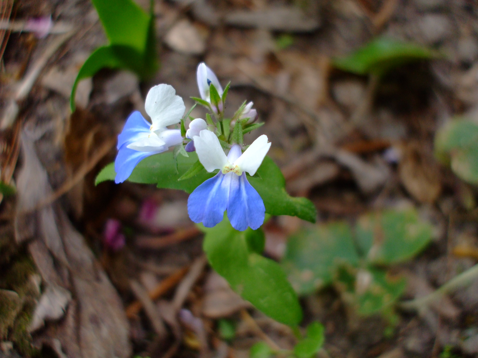 Collinsia verna